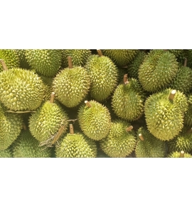 SẦU RIÊNG BẾN TRE