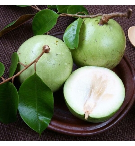 VÚ SỮA