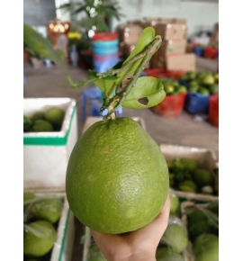 BƯỞI CÀNH LÁ