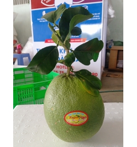 BƯỞI CÁNH LÁ CHƯNG TẾT