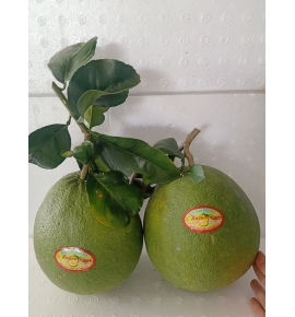 BƯỞI DA XANH BẾN TRE