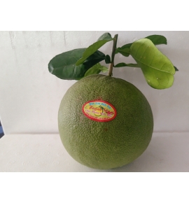 BƯỞI DA XANH  UY TÍN BT