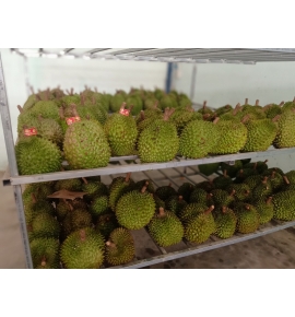 SẦU RIÊNG LOẠI 2