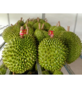 SẦU RIÊNG RI6