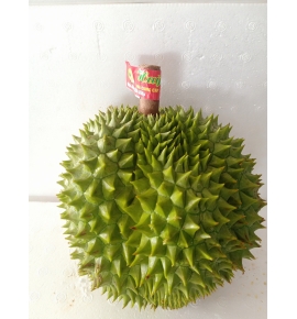 SẦU RIÊNG CÁI MƠN