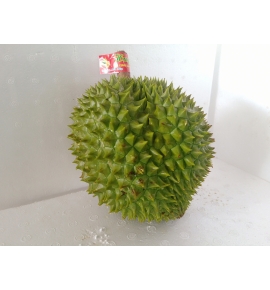 SẦU RIÊNG HUỲNH SƠN