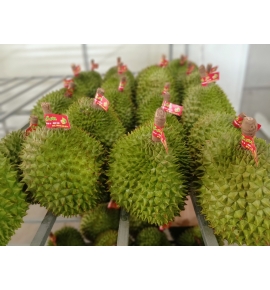 SẦU RIÊNG CÁI MƠN BẾN TRE