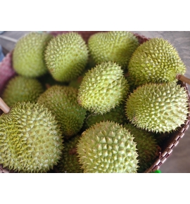 VỰA SẦU RIÊNG CÁI MƠN