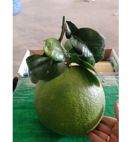 BƯỞI DA XANH BẾN TRE- BƯỞI HUỲNH SƠN