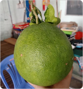 BƯỞI DA XANH 1