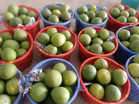 BƯỞI DA XANH HUỲNH SƠN TẠI BT