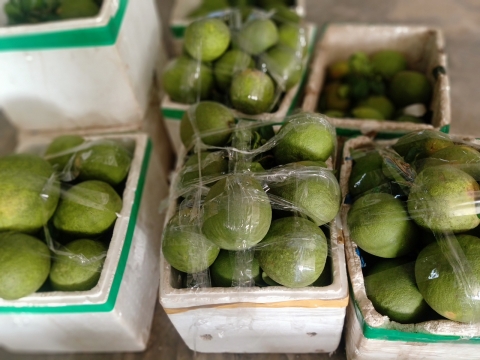 SỈ LẺ BƯỞI DA XANH TOÀN QUỐC
