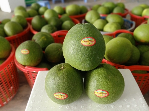 BƯỞI DA XANH BT
