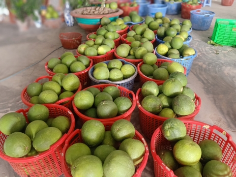 BƯỞI BẾN TRE- VỰA HUỲNH SƠN