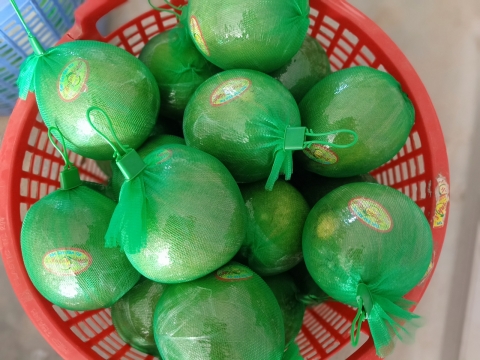 bưởi huỳnh sơn