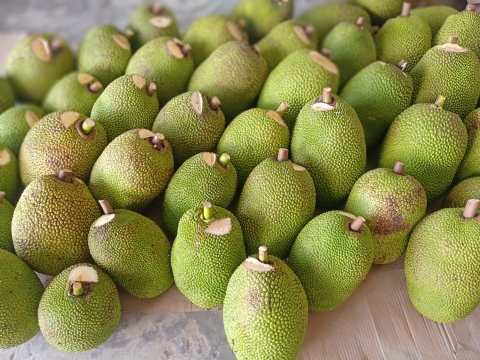 Vựa mít Bến Tre