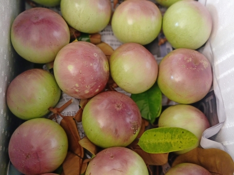 VỰA VÚ SỮA BẾN TRE